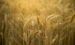 Buğday için kötü haber