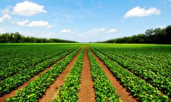 Meclise geldi... genç çiftçilere hazine arazisi