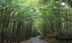 21 ilde bazı alanlar orman sınırları dışına çıkarıldı