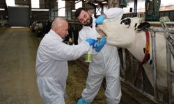 Şap hastalığına çözüm: İyileşme sürecini hızlandıran sprey!