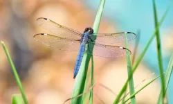 Böcekler yok oluyor: Gıda kıtlığı çıkar mı?