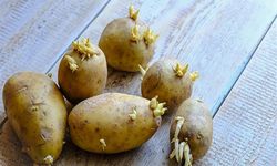 Bu patatesler  yenilebilir mi?