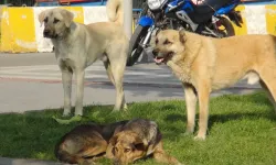 Şanlıurfa’da sahipsiz köpek saldırısında 6 yaşındaki çocuk yaralandı!