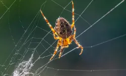 Örümcek ağı nasıl çelikten daha güçlü? Nedeni bulundu