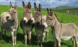 Bu at, eşek ve katırlar nereye gitti! TÜİK korkunç verileri paylaştı