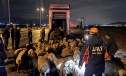 Kayseri'de taşkın riski: 200 hayvan tahliye edildi
