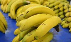 Muz İthalatında Devrim! 14 Santimetre Altına Yasak Geldi!