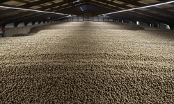 Ürün fazla verdi, binlerce ton patates bedava dağıtıldı