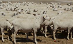 Her üreticiye 100 küçükbaş, aylık 15 bin TL destek