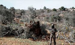 Ağaçlarından bile korkuyorlar! İşgalciler 777 ağacı söktü!