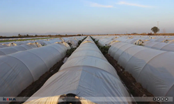 Akdeniz’de fırtına ve zirai don alarmı