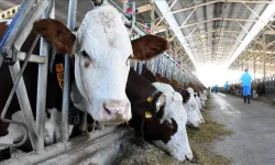 2025'te büyükbaş hayvan sayısı arttı