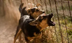 Kuduz köpek 13 kişiyi parçaladı