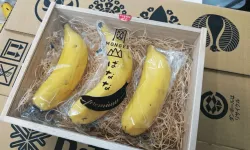 Tarım sektörü şokta: Bilim kurgu gerçek oldu