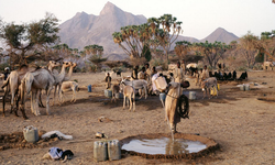 Sudan'da savaş göçerlerin hayatını tehlikeye sokuyor