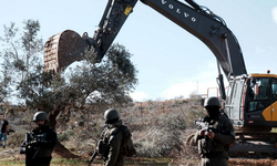 İşgal rejimi, Filistinlilerin zeytin ağaçlarını söküyor