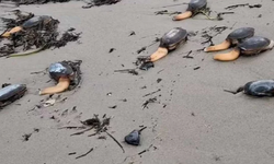 Okyanus tabanı dağıldı! Dev boyutta midyeler kıyıya yığıldı