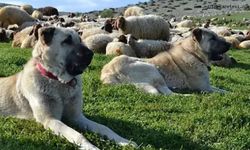 Bakan Çiftçi duyurdu: Türkiye genelinde sokak hayvanlarının yüzde 75'i toplandı!