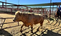 Hayvancılık ve et sektörü büyük tehlikede: Yayılıyor