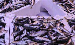 İstanbul’da balık tezgahlarının yeni lideri belli oldu: Hamsiyi geride bıraktı