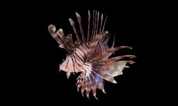 Karasal ve sucul istilacı türlere ilişkin yönetmelik Resmi Gazete’de yayımlandı