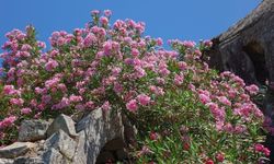 Kur'an-ı Kerim'de lanetlenen ağacın sırrı çözüldü!