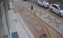 Başıboş köpek dehşetinin son durağı bu kez Mardin oldu: Küçük çocuğu esnaf kurtardı