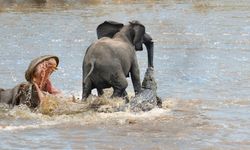 Fil sürüsünden kaçan adamı timsah öldürdü
