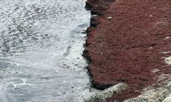 O şehirde deniz bir anda kızıla büründü!