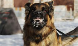 İstanbul'da kuduz alarmı: 123 bin kişi başvurdu