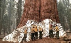 Özgürlük Anıtı’ndan uzun.. 1 milyon kilodan ağır: Dünyanın hacimce en büyük ağacı