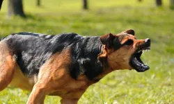 Köpekler çocuğu parçaladı... Milyonlarca köpek ısırığı