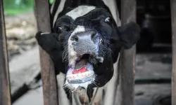 Şap salgını çıktı, ulusal afet ilan edildi