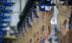 Veriler açıklandı: Tavuk eti üretimi arttı