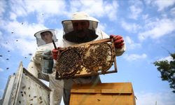 Bilimsel verilerle Bingöl balı!