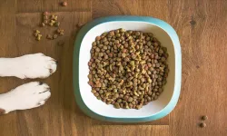 Bu da oldu: Çocuk azaldı, köpekle insana ortak gıda geldi