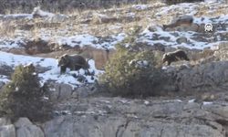 Gümüşhane'de anne ayı ve yavrusu görüntülendi!