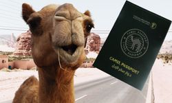 Körfez ülkesinde sıra dışı uygulama: Develere pasaport!