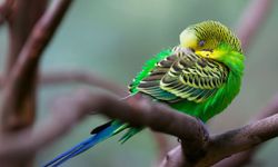 Uyumak İçin Dua! Yatmadan Önce Okunacak Dua ve Sureler!