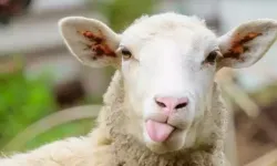 Kurbanlık Pazarları Hareketlendi: 2026 Yılı İlk Fiyatları Netleşiyor