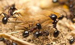 Valizinden 2 binden fazla canlı karınca çıktı