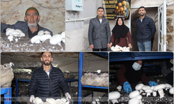 Tarihi mağarada mantar üretim tesisi kurdular