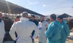 Bir ilde şap alarmı: TİGEM işletmesi karantinaya alındı