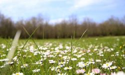Son cemre toprağa düştü!