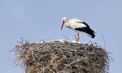 Baharın habercisi leyleğe kar sürprizi