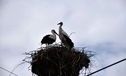 "Baharın habercisi" leylekler Cuma Ovası'na gelmeye başladı