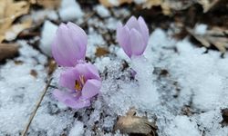Çankırı'da baharın habercisi kar çiçekleri açtı