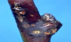 Malatyalı Kayısı Üreticilerine Kritik Uyarı: Çil Hastalığı Tehdidi