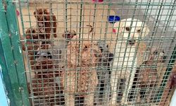 Yasa dışı köpek üretimi yapan çiftlik sahibine 2 milyon 144 bin lira ceza