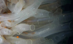 Anne ile kızı plajda atık toplarken dünya dışı bir varlık keşfetti! “Organları vücudunun dışında”